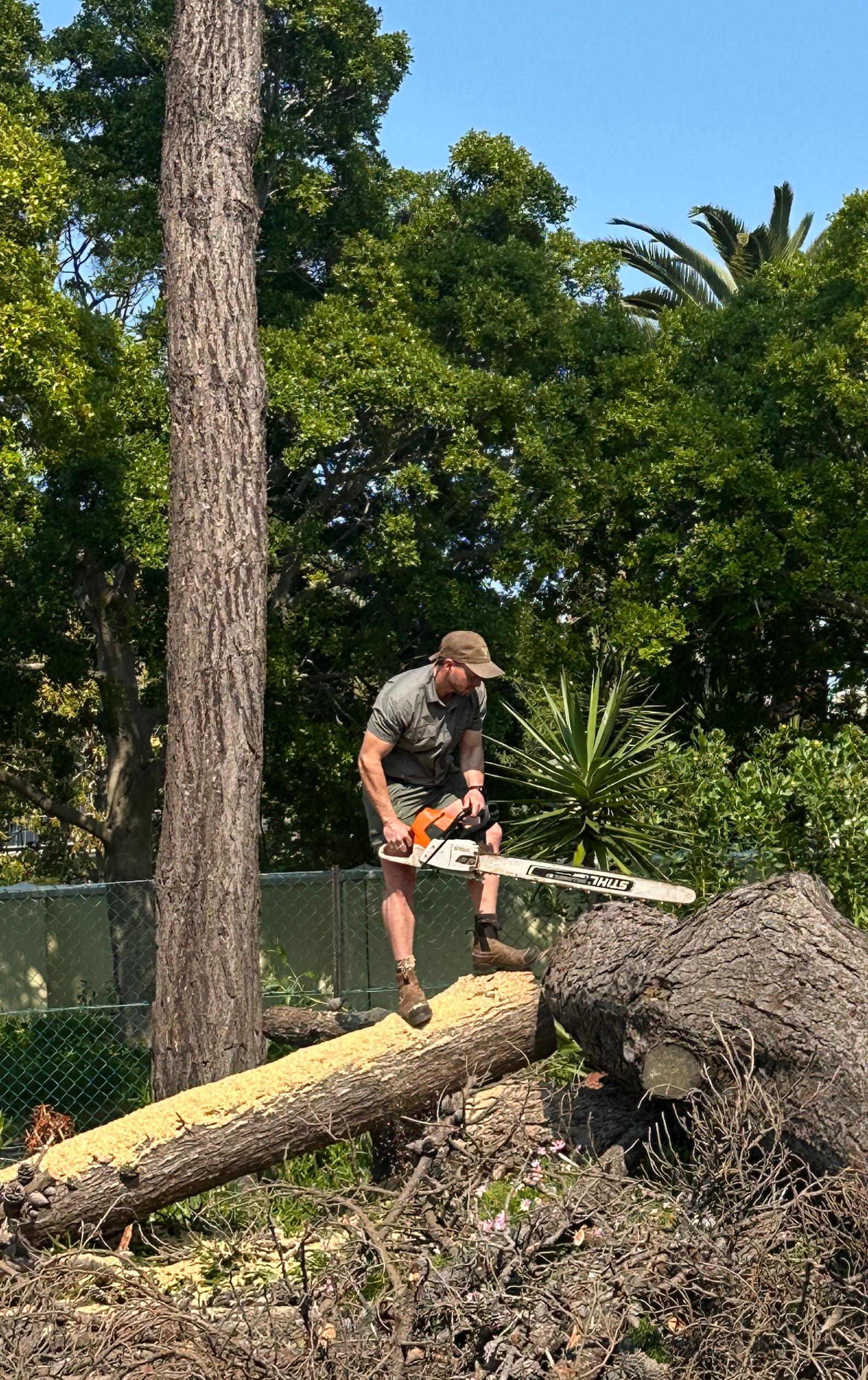 Tree Felling service by Trees By Beans in Cape Town
