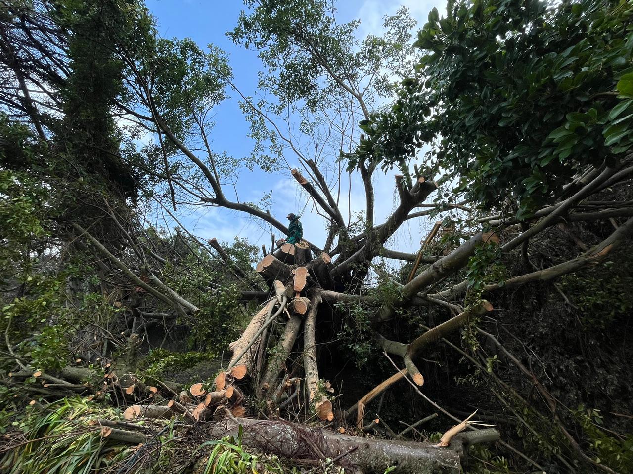 Tree Pruning service by Trees By Beans in Cape Town